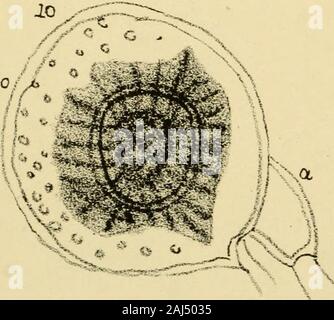 The Journal of microscopy and natural science . Stock Photo