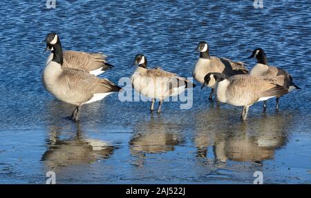 Small group of Canada geese in winter standing on edge of frozen ice with their reflections Stock Photo