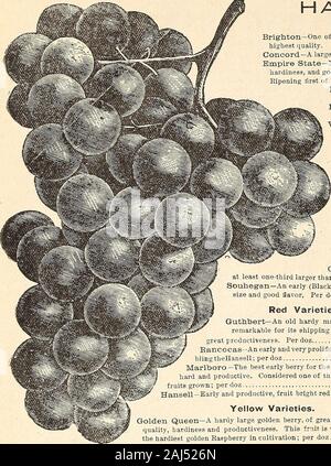 Horitucultural guide : spring 1892 . 80 Qjrri(^ Bros/ j^ortieultural Quide.-. HARDV GRAPEIS. Strong 2 year o!d Plants. Brig-hton—One of the best dark red Grapes; bunches large, sweet, and of the highest quality. Ripe September let. 40 Concord—A large well-known Grape, ripening about the middle of September 25 Empire State—New white Grape of great productiveness, fine quality, extremehardiness, and good shipping qualities. One of the best white Grapes yet produced. Ripening first of September 60 Moores Early—The finest Grape grown, ripening three -weeks before the Concord, Bunch large, berries Stock Photo