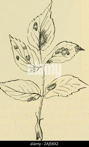 Fungous diseases of plants . the powdery mildew (p. 224), Thisdisease is characterized by moreor less irregular brown spots, fairlywell defined, on the upper sur-faces of the leaves (Fig. 175),varying from a few millimeters indiameter to areas covering morethan one half the entire leaflet.In this darkened area there aredistributed a small number of pyc-nidia, producing numerous, ellip-tical, two-celled, hyaline conidia.This spot may be controlled bythe use of any standard copperspray, but it is not, of course, de-sirable to spray for a few weekspreceding the blossoming period.Control measures Stock Photo