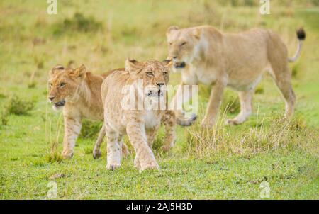 A well fed male lion cub looks strong and fierce as he marches ahead of his brother and mother in the Maasai Mara in Kenya. Stock Photo