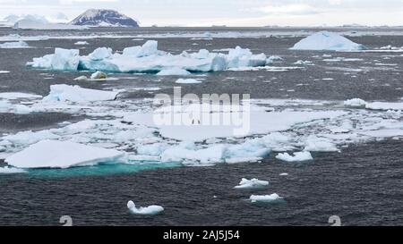 Drifting icebergs and growlers in the sea in Antarctica, with two Adelie penguins (Pygoscelis adeliae) visible on a large flat iceberg. Stock Photo