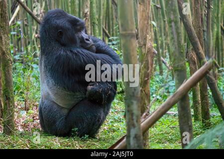 Side view of a large male silverback mountain race gorilla in Rwanda, sitting on the ground in a bamboo forest, with his markings visible on his back. Stock Photo
