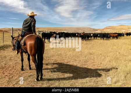 WY04147-00...WYOMING - Cattle round up on the Willow Creek Ranch. Stock Photo