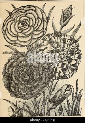 Horitucultural guide : spring 1892 . Qjrri(^ Bros/ |^ortieultiJral daide.- 46. CARNATION. CARHATIOH, An important and beantifal class; none more so are grown. Most of thevarieties have a delicious clove fragrance. H. H. P.Choice Bizarre-The seed we have of this variety is saved from a very fine collection of named flowers Grenadin—The earliest Carnation to bloom. The flowers, which are large, ^ bright scarlet and very double, are produced in great abundance ....35 Perpetual,or Tree-This may be e.xpected to produce very choice varieties, having been saved from very beautiful sorts ^^ Pink—Choic Stock Photo