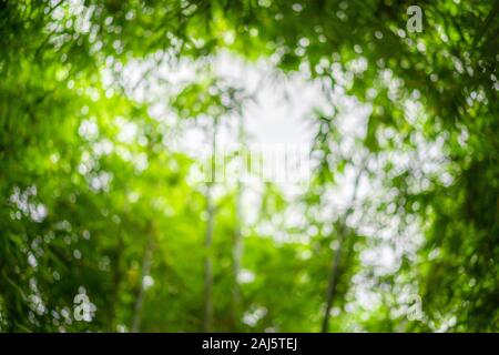 blurry a lot of bamboo tree branches and leaves with beautiful bokeh for any nature green background. Stock Photo