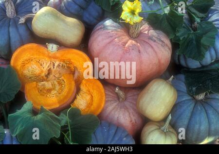 HARVESTED DIFFERENT TYPES OF PUMPKINS (CUCURBITA MAXIMA) BUTTERNUT SQUASH, QUEENSLAND BLUE PUMPKINS AND PINK PUMPKINS. Stock Photo