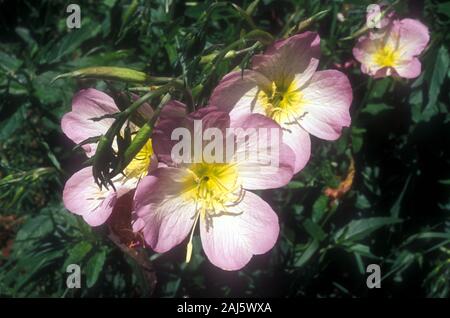CLOSE-UP OF SHOWY EVENING PRIMROSE (OENOTHERA SPECIOSA) SISKIYOU FLOWERS, TEXAS, AMERICA. Stock Photo