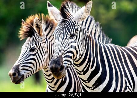 Close-up of Burchell's Zebra in Milwane Wildlife Sanctuary, Eswatini (Swaziland) Stock Photo