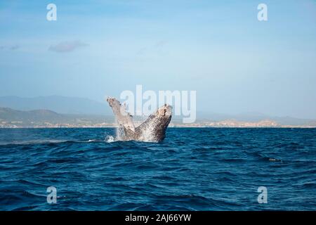 A Humpback Whale surfaces in the Pacific Ocean Stock Photo