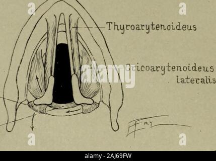 Transactions of the Southern Surgical and Gynecological Association . Fig. 1—Muscles of the larynx.. Redrawn, fromIng&lls arid, Barlouf Crlcoa,tutenoideusposticus- ArijteTioideiLS Stock Photo