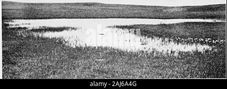 Report of the Canadian Arctic Expedition 1913-18 . Fig. 2-Tundra pond overgrown with Hippuris, Carex. and Eriophorum on Herschel island, Yukon Territory, July 29, 1016, 43788—24 Crustacean Life n21 Plate II.. Fig 1—Tundra pond with Carex and Eriophorum, at Bernard harbour, Dolphin and Union strait, Northwest Territories August 4, 1915.