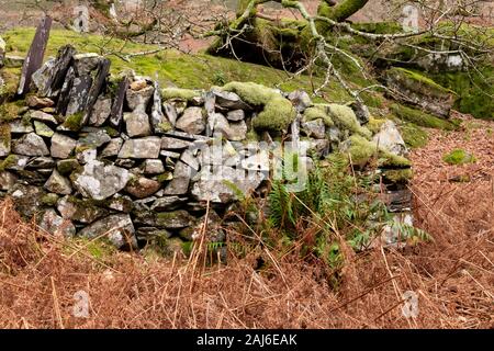 Old drystone wall, moss and trees, Snowdonia, North Wales Stock Photo
