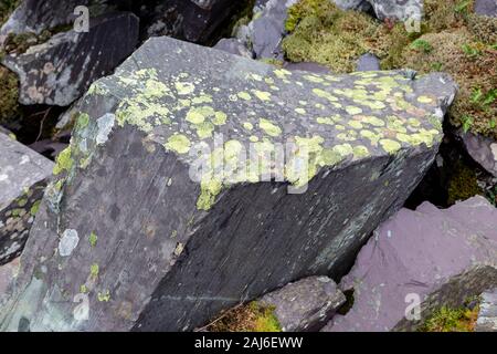 Old slate spoil with lichen, Snowdonia, North Wales Stock Photo
