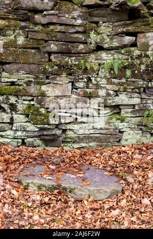 Fallen leaves in front of an old drystone wall, Snowdonia, North Wales Stock Photo