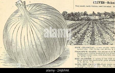 Horitucultural guide : spring 1892 . TELL0V GL0EE BANVEKS. SPANISH KING—The largest;and handsomest Onion we have ever grown;skin golden yellow; flesh white, and so mild and sweet that it maybeeaten raw like an apple. Pkt., 5 cts.; oz., 30 cts.; J4 lb., 85 cts.; 1 lb.. ..$3.00 WETHERSFIELD LARGE KED--Of large size, deep color, and an ex-cellent keeper. Pkt., 5 cts.; oz., 15 cts.; !4 lb., 50 cts.; 1 lb 1.40 EXTRA EARLY FLAT RED—A medium-sized flat variety, producingabundantly and coming into use about two weeks earlier than Red Weth-ersfield. Pkt.,5cts.; oz.,15cts.; ^i lb., 50 cts.; lib 1.50 EA Stock Photo