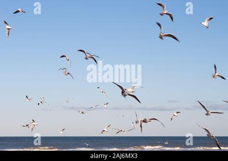 Flying Seagulls on the beach. flock of seagulls in flight,Seagull flying sky as freedom concept.seagulls flying in different shapes and directions Stock Photo