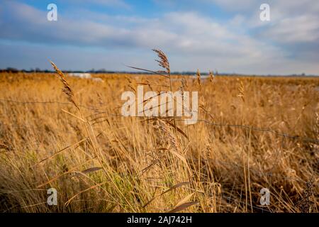 Selective of focus on a reed against an out of focus reed bed in the heart of the Norfolk Broads Stock Photo