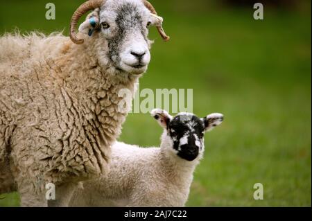 Swaledale Ewe and lamb, Weardale, County Durham Stock Photo