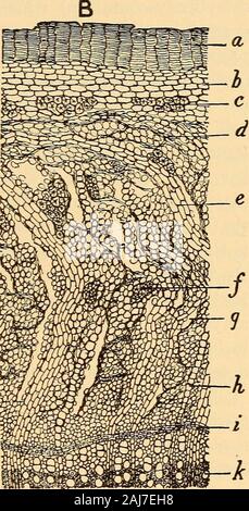 Scientific and applied pharmacognosy intended for the use of students in pharmacy, as a hand book for pharmacists, and as a reference book for food and drug analysts and pharmacologists . Fig. 135.—Prunus serotina Ehrhart: A, longitudinal section of inner bark, show-ing crystals of calcium oxalate (a), medullary ray cells containing starch(b and d), and leptome or sieve (c). B, transverse section of stem barkshowing cork, probably secondary periderm (a) cells of cortex (6) containingchloroplasts, groups of sclerotic cells (c), compressed leptome in the outerportion of the bast layer (d), medul Stock Photo