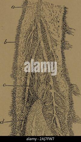 A text-book of dental histology and embryology, including laboratory directions . Development of inflammatory tissueelements in the pulp: o, normal cells;b, inflammatory elements; c, cells in process of division, (y^obj.) PULP NODULES 229 Fig. 173. m IN Stock Photo