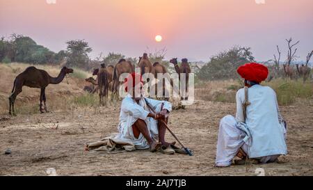 Pushkar, India - Nov 20, 2015. Rajasthani camel traders sitting near a herd of hobbled dromedaries, near the Pushkar Camel Fair. Stock Photo