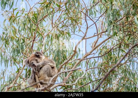 A beautiful koala is clinging to a branch of a tall eucalyptus tree in Australia Stock Photo