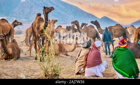 Pushkar, India - Nov 20, 2015. Camel traders watching a herd of camels in a desert camp at the Pushkar Camel Fair in Rajasthan, India. Stock Photo