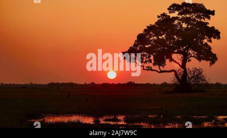 A beautiful African sunset in the Okavango Delta, Botswana. Stock Photo
