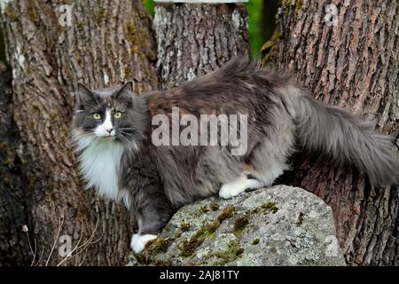 A norwegian forest cat female standing on a stone next to a big maple tree Stock Photo