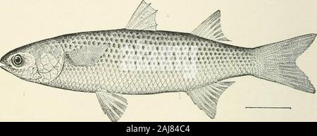 A treatise on zoology . ad. The Mugiliformes are notknown for certain to occur below the Eocene strata. Tribe 1. With two separate dorsal fins, the anterior with spines. Except inthe Sphyraenidae, the pelvic bones are attached by ligament to thesymphysis of the cleithra, and ribs are borne by strong parapophyses. Sdb-Tribe a. Family Sphyraenidae. With free pelvic bones, andsessile anterior ribs. The large mouth is armed with formidable teeth.With cycloid scales. Sphyraena, Bl., Sch. ; warm seas ; Eocene, Europe and N. America. Sub-Tribe B. Family Atherinidae. The pelvic bones are connectedby l Stock Photo