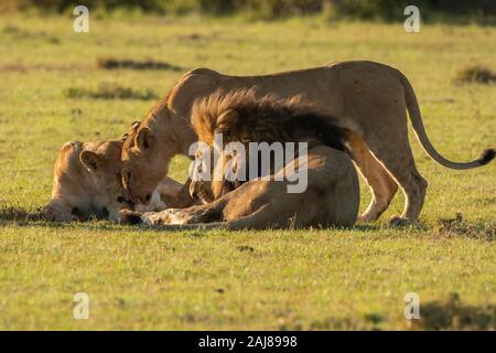 Lions belonging to double cross pride enjoying a fresh kill in the plains of Africa inside Masai Mara National Reserve during a wildlife safari Stock Photo