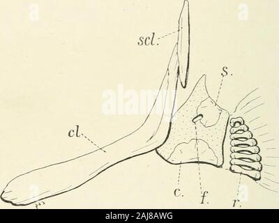 A treatise on zoology . n of a caudal fin (A. S. Woodward[504-5], Hay [205]). As a rule, the number of vertebrae is greatlyincreased, and the notochord persists more than usual amongmodern Teleosts. The parietals meet above. It is in the visceralskeleton that the modifications are most conspicuous. Normalpremaxillae are never found ; either they have been lost or theyhave fused with the ethmoid and vomer (Fig. 402); these two bones•coalesce. The maxillae themselves may be absent (Muraenidae);.and even the pterygo-cpiadrate arch may become discontinuous 404 TELEOSTEI (Muraenidae), or disappear Stock Photo