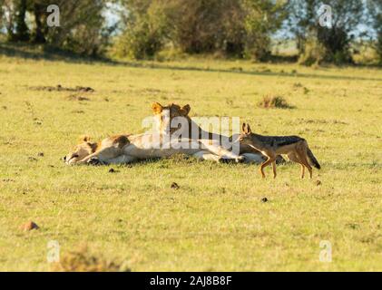 Lions belonging to double cross pride enjoying a fresh kill in the plains of Africa inside Masai Mara National Reserve during a wildlife safari Stock Photo