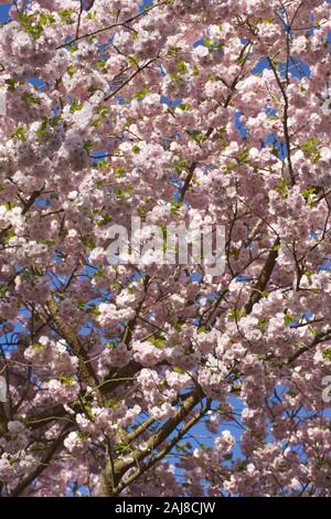 Prunus 'Ichiyo' blossom. Cherry blossom in an English garden. Stock Photo