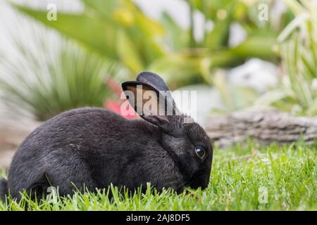 Black pet rabbit eating outdoors in the garden on the green grass facing the camera. Stock Photo