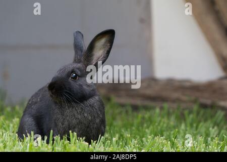 Black pet rabbit eating outdoors in the garden on the green grass facing the camera. Stock Photo