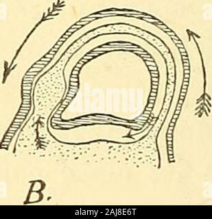 Animal life and intelligence . Fig. 30.—Diagram of semicircular canals. A. bony labyrinth of human ear (after Summering), c, c, the cochlea; s.c, superiorsemicircular canal; p.c, posterior semicircular canal; h.c, horizontal semicircular canal;a, a, a, their swellings, or ampullse; f.o., f.r., fenestra ovalis and rotuuda (oval and roundwindows) in the vestibule. B. Diagram of semicircular canal to illustrate effect of rotation. The large arrows indicatethe direction of the rotation. The small arrow to the left indicates the resulting flow of theinner fluid into the ampulla; that to the right, Stock Photo