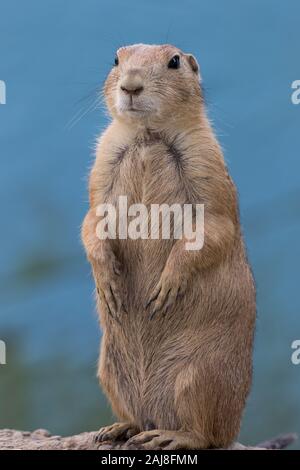 Prairie Dog (Cynomys) against muted blue background portrait Stock Photo