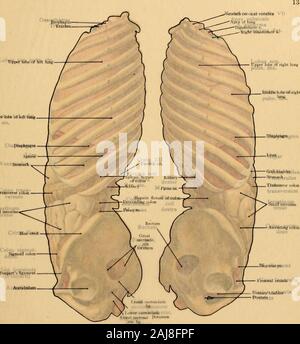 Anatomy of the anterior abdominal wall. On the left side of the body ...
