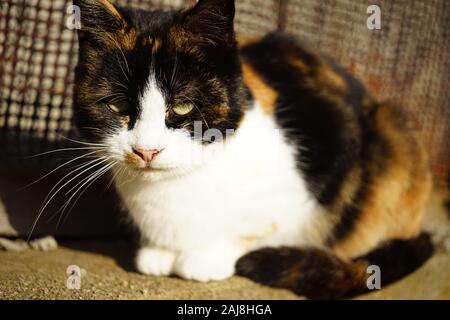 Cute ginger cat relax in a sunny garden on stone fence, pet relaxing outdoors. Stock Photo