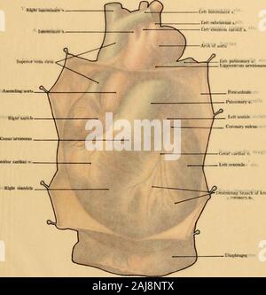 Topographic anatomy hi-res stock photography and images - Page 2 - Alamy