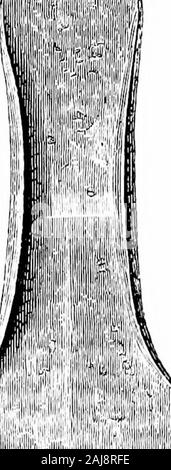 A guide to the antiquities of the bronze age in the Department of British and mediæval antiquities . - Icical. Tliey occur witha palstave and a twisted bronze colhir. the latter having on itwhen found spiral coils of bronze generally known as ring-money(cf. tig. 145). Plain armlets have also been found with them, anda decorated armlet of the usual shape is illustrated (fig. .58).  &lt; r ^ % f  i. Fig. 50.—Part of ho:ird, Plymstixk, Devon. Eight tores (twisted metal collai-s) from various sites in Dorset areall of the same type, with a cTouble hook for fastening. From Ireland come several da