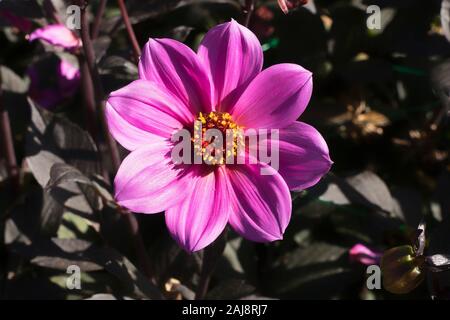 Dahlia Happy Single (HS) Juliet flowering in September in UK Stock Photo