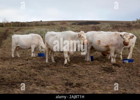 Whitbread Shorthorn, or Cumberland White, cattle. A are traditional native British breed. Stock Photo