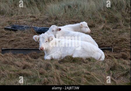 Whitbread Shorthorn, or Cumberland White, cattle. A are traditional native British breed. Stock Photo