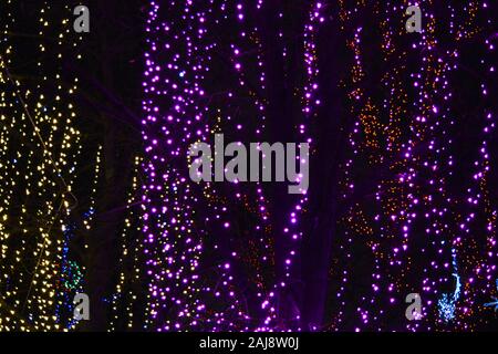 Merry New Year and Christmas garlands, luminous bulbs, diode lights are located on winter trees in the evening. Stock Photo