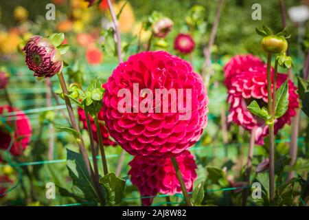 Deep red blooms of Dahlia Cornel flowering in September in UK Stock Photo