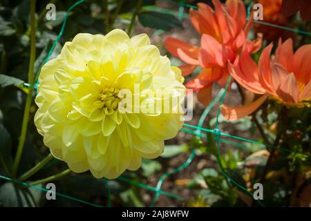 Yellow blooms of Dahlia Glorie van Heemstede flowering in September in UK Stock Photo
