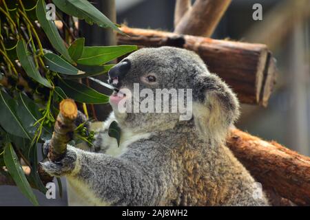 Eating Koala at the Koala Hospital of Port Macquarie, New South Wales, Australia Stock Photo